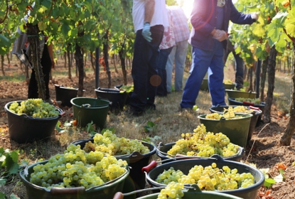 Viticulturists harvesting grapes in grape yar